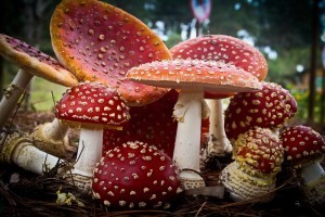 Мухомор красный: от яда до священного гриба — увлекательное путешествие по истории и свойствам этого загадочного гриба
